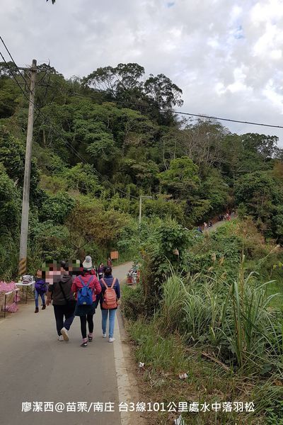 【苗栗/南庄】蘇維拉莊園餐廳附屬落羽松景點