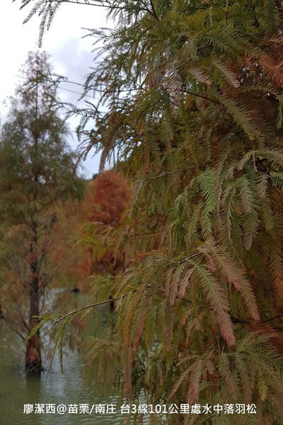 【苗栗/南庄】蘇維拉莊園餐廳附屬落羽松景點
