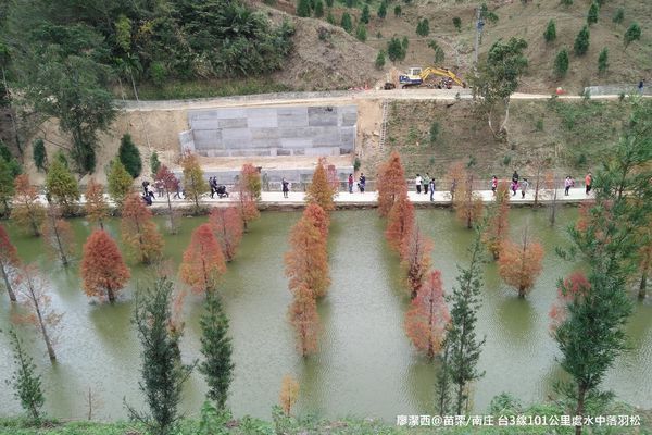 【苗栗/南庄】蘇維拉莊園餐廳附屬落羽松景點