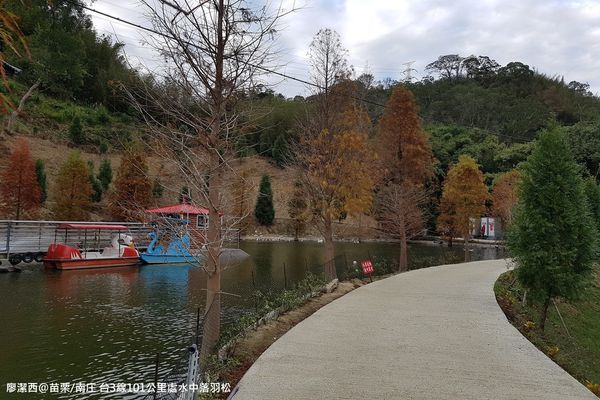 【苗栗/南庄】蘇維拉莊園餐廳附屬落羽松景點