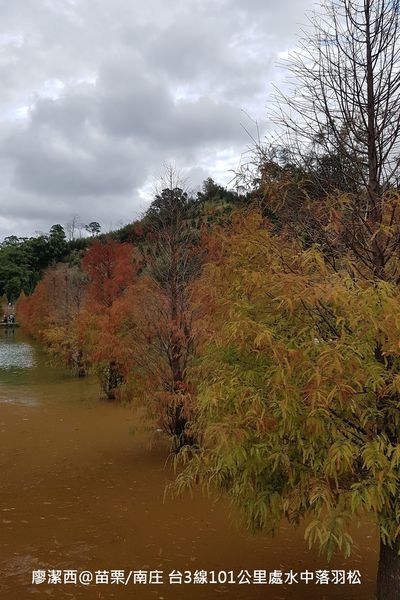 【苗栗/南庄】蘇維拉莊園餐廳附屬落羽松景點