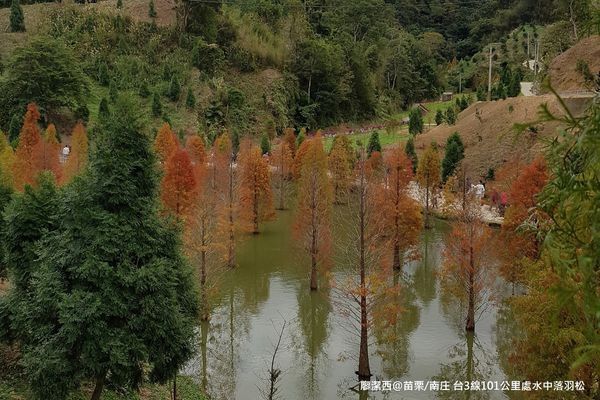 【苗栗/南庄】蘇維拉莊園餐廳附屬落羽松景點