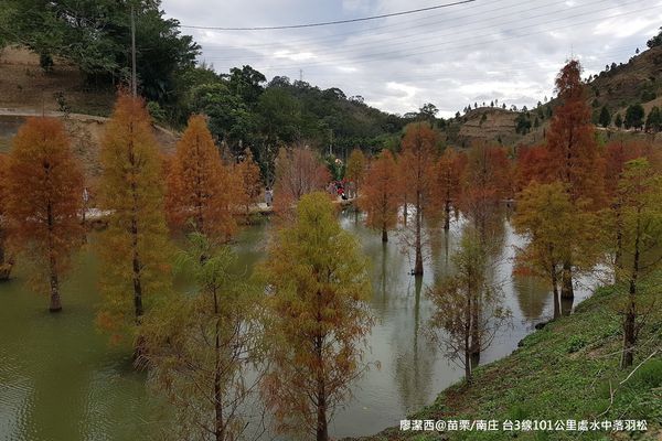 【苗栗/南庄】蘇維拉莊園餐廳附屬落羽松景點