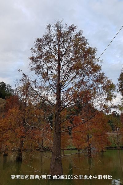 【苗栗/南庄】蘇維拉莊園餐廳附屬落羽松景點