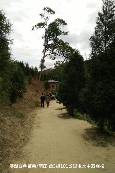 【苗栗/南庄】蘇維拉莊園餐廳附屬落羽松景點