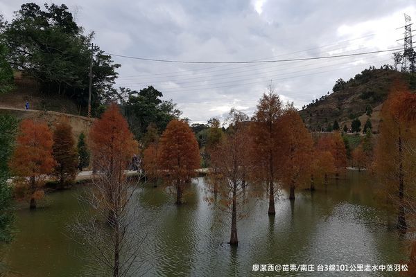 【苗栗/南庄】蘇維拉莊園餐廳附屬落羽松景點