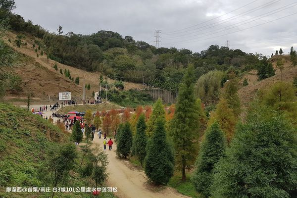 【苗栗/南庄】蘇維拉莊園餐廳附屬落羽松景點