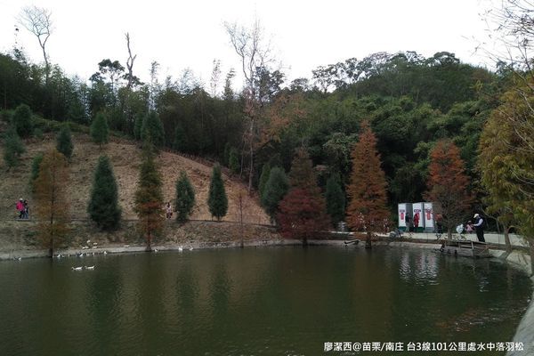 【苗栗/南庄】蘇維拉莊園餐廳附屬落羽松景點