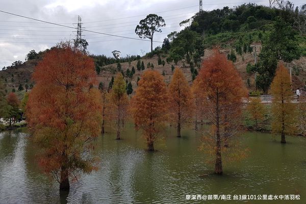 【苗栗/南庄】蘇維拉莊園餐廳附屬落羽松景點