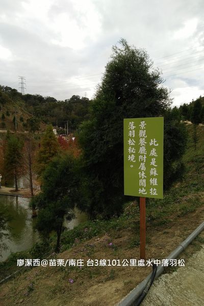 【苗栗/南庄】蘇維拉莊園餐廳附屬落羽松景點