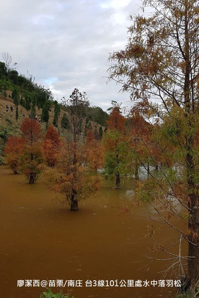 【苗栗/南庄】蘇維拉莊園餐廳附屬落羽松景點
