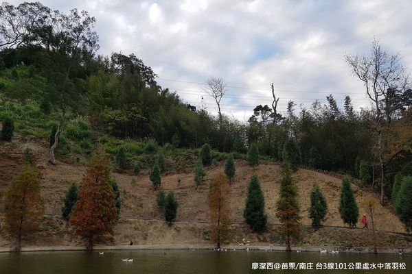 【苗栗/南庄】蘇維拉莊園餐廳附屬落羽松景點