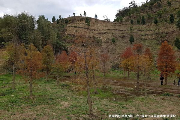【苗栗/南庄】蘇維拉莊園餐廳附屬落羽松景點