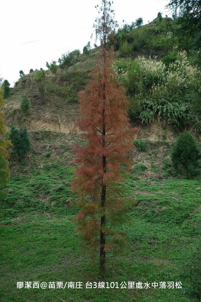 【苗栗/南庄】蘇維拉莊園餐廳附屬落羽松景點