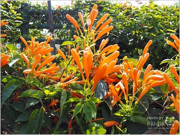 鶯歌永吉公園 (31)