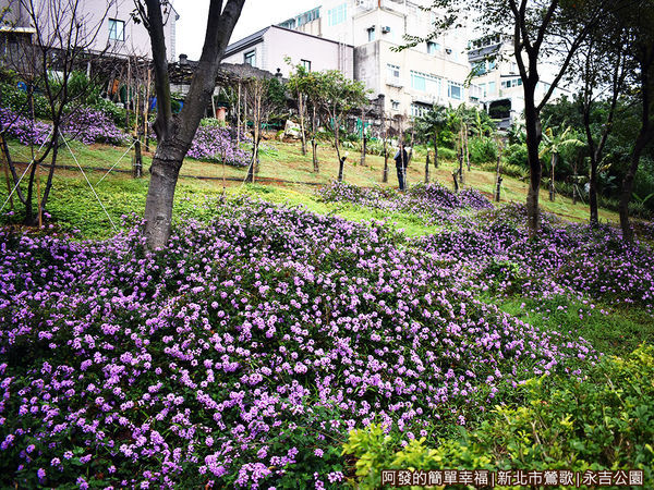 永吉公園30-紫色花海小山坡.JPG