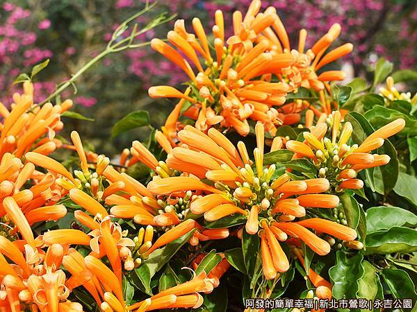 永吉公園11-1-一旁的炮仗花叢.JPG