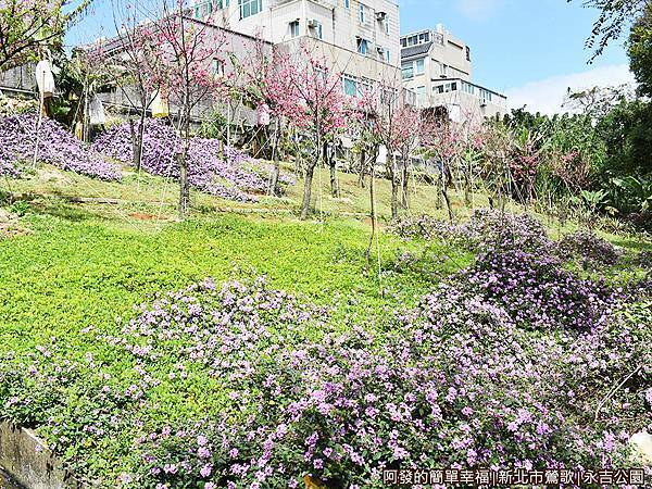 永吉公園22-紫色花海小山坡.JPG