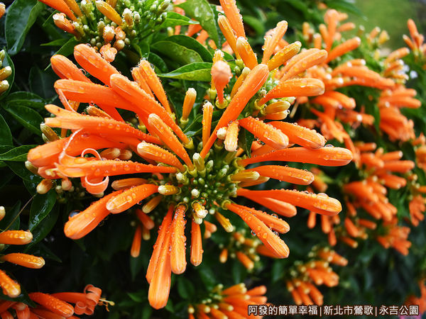 永吉公園13-雨後的炮仗花特寫.JPG