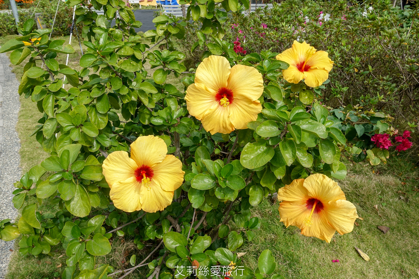 鶯歌景點》鶯歌永吉公園 親子同樂 新春賞炮仗花 玩溜滑梯 超好拍立體彩繪 - 艾莉絲愛旅行