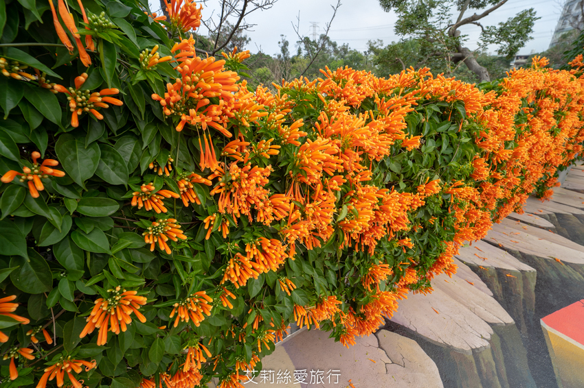 鶯歌景點》鶯歌永吉公園 親子同樂 新春賞炮仗花 玩溜滑梯 超好拍立體彩繪 - 艾莉絲愛旅行