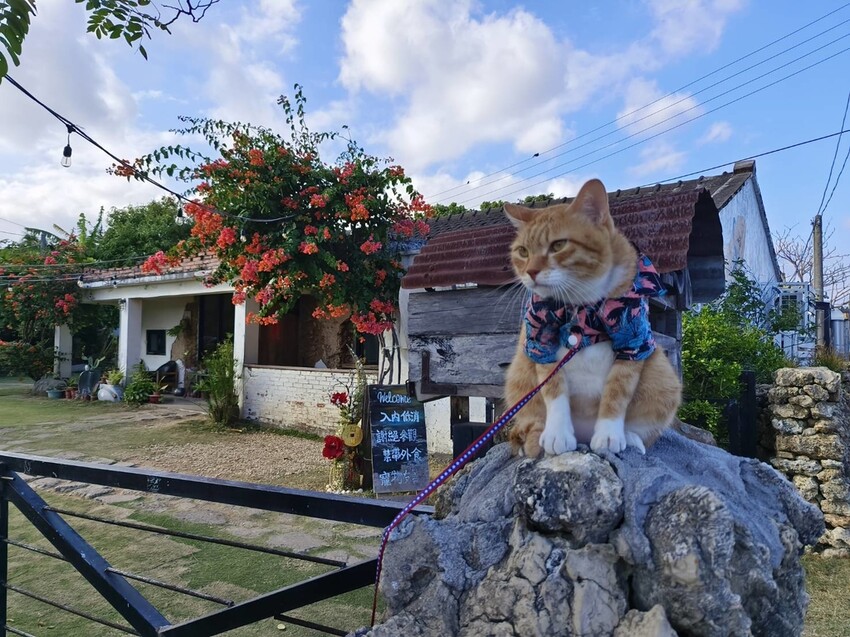 13264.jpg - 【屏東.恆春】網美古宅咖啡廳。肥春號咖啡廳+蜜糖吐司+牛肉捲+擂茶拿鐵+寵物超友善