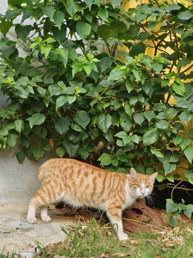 13255.jpg - 【屏東.恆春】網美古宅咖啡廳。肥春號咖啡廳+蜜糖吐司+牛肉捲+擂茶拿鐵+寵物超友善