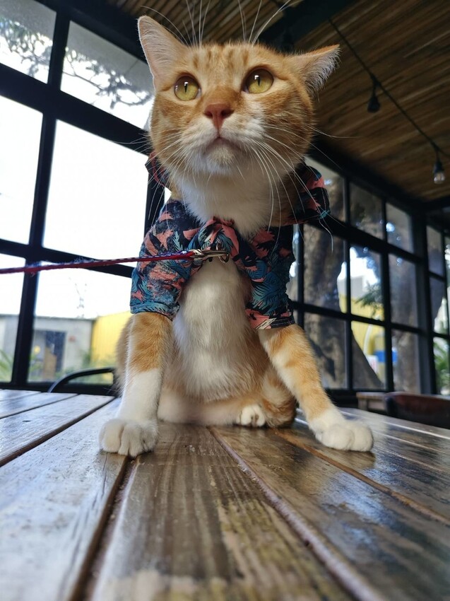 13256.jpg - 【屏東.恆春】網美古宅咖啡廳。肥春號咖啡廳+蜜糖吐司+牛肉捲+擂茶拿鐵+寵物超友善