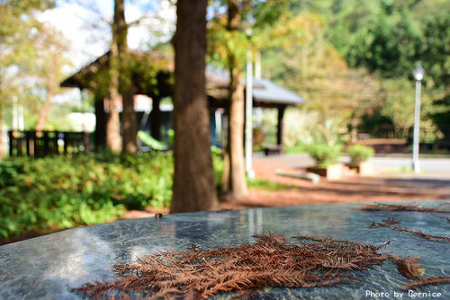 0110 2-麗山公園落羽松06