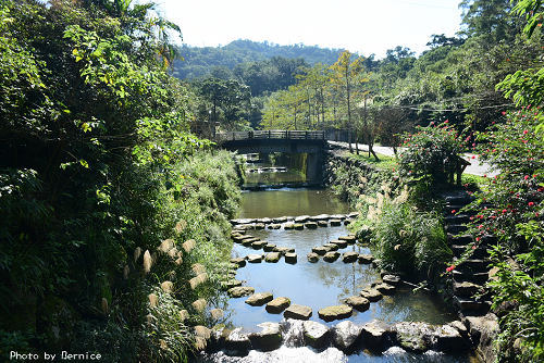 0110 2-麗山公園落羽松07