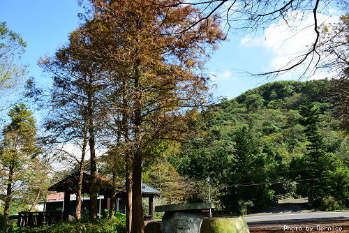 0110 2-麗山公園落羽松05