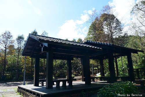 0110 2-麗山公園落羽松04