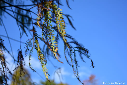 0110 2-麗山公園落羽松09