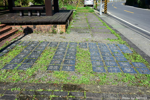 0110 2-麗山公園落羽松03