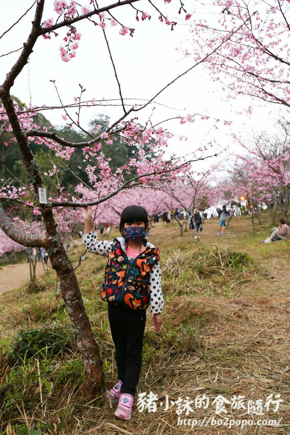 高雄。桃源》寶山二集團櫻花公園。紅粉櫻花滿開(2022.01.16約80%)