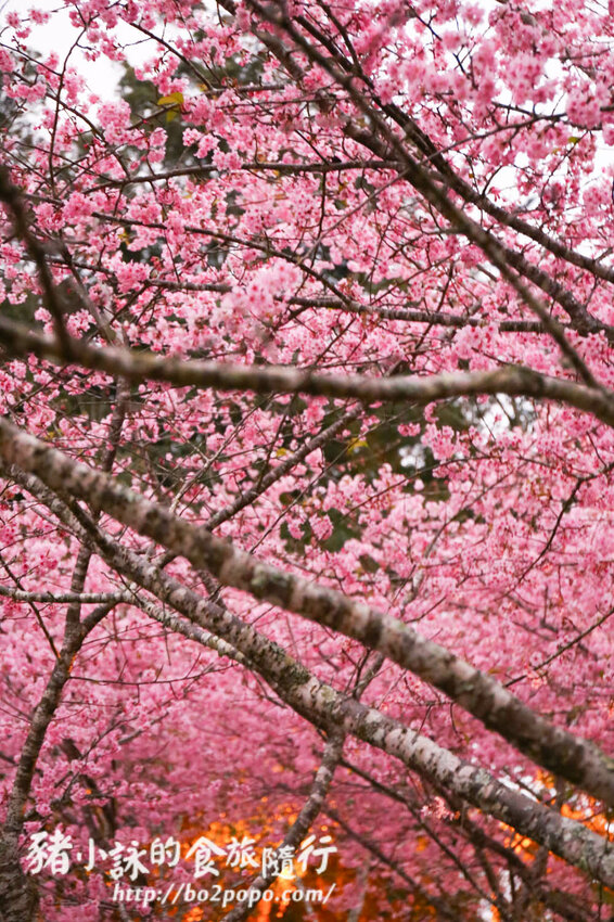 高雄。桃源》寶山二集團櫻花公園。紅粉櫻花滿開(2022.01.16約80%)