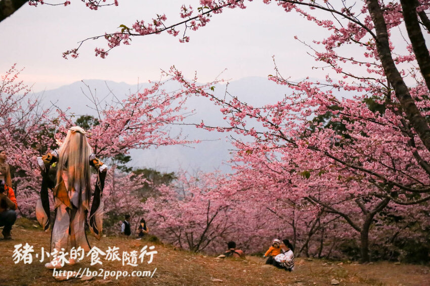 高雄。桃源》寶山二集團櫻花公園。紅粉櫻花滿開(2022.01.16約80%)