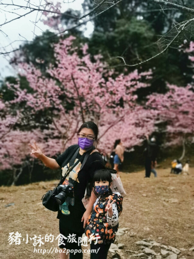 高雄。桃源》寶山二集團櫻花公園。紅粉櫻花滿開(2022.01.16約80%)