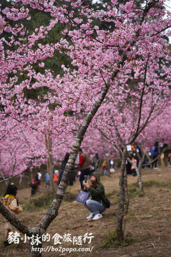 高雄。桃源》寶山二集團櫻花公園。紅粉櫻花滿開(2022.01.16約80%)