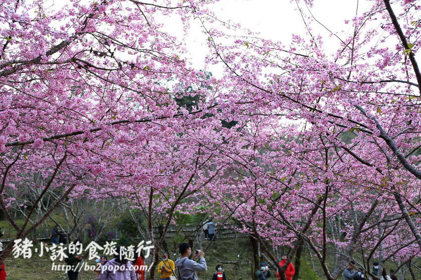 高雄。桃源》寶山二集團櫻花公園。紅粉櫻花滿開(2022.01.16約80%)