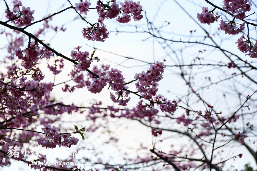 高雄。桃源》寶山二集團櫻花公園。紅粉櫻花滿開(2022.01.16約80%)