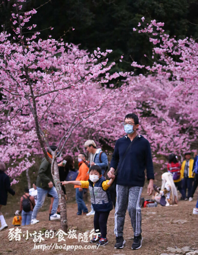 高雄。桃源》寶山二集團櫻花公園。紅粉櫻花滿開(2022.01.16約80%)