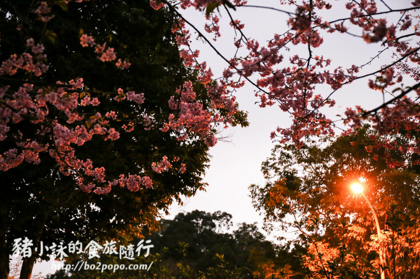 高雄。桃源》寶山二集團櫻花公園。紅粉櫻花滿開(2022.01.16約80%)