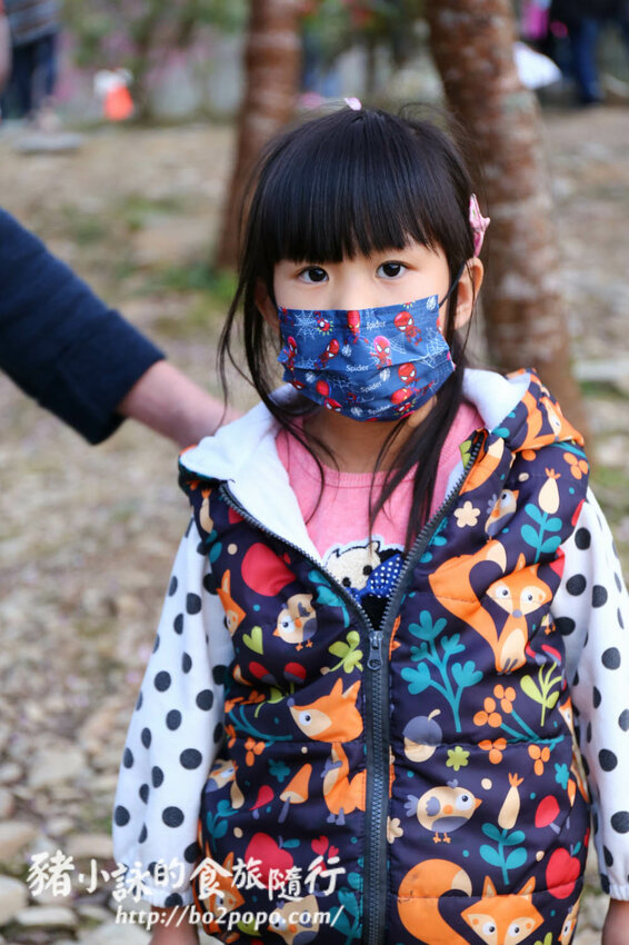 高雄。桃源》寶山二集團櫻花公園。紅粉櫻花滿開(2022.01.16約80%)