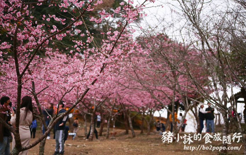 高雄。桃源》寶山二集團櫻花公園。紅粉櫻花滿開(2022.01.16約80%)