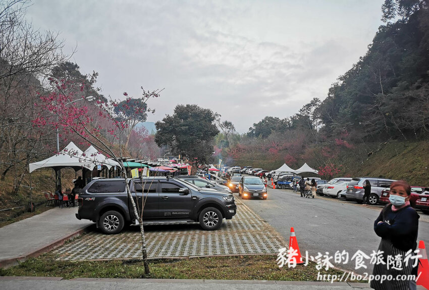 高雄。桃源》寶山二集團櫻花公園。紅粉櫻花滿開(2022.01.16約80%)