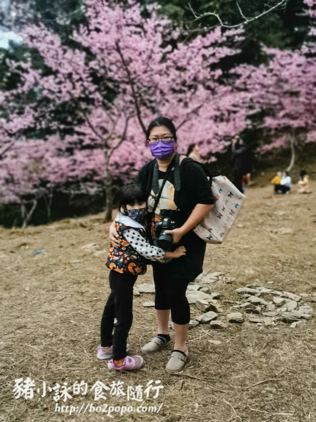 高雄。桃源》寶山二集團櫻花公園。紅粉櫻花滿開(2022.01.16約80%)