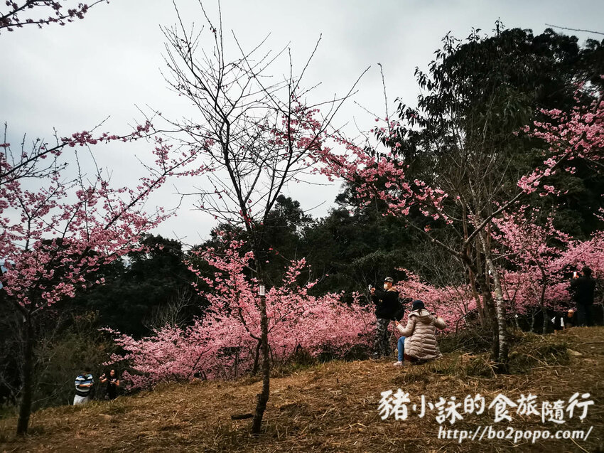 高雄。桃源》寶山二集團櫻花公園。紅粉櫻花滿開(2022.01.16約80%)