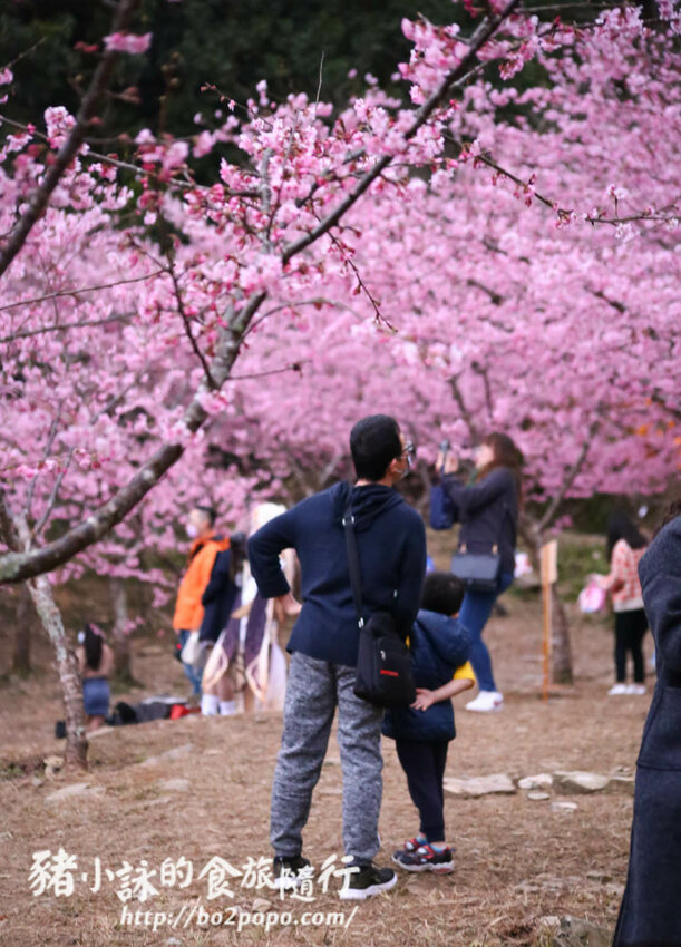 高雄。桃源》寶山二集團櫻花公園。紅粉櫻花滿開(2022.01.16約80%)