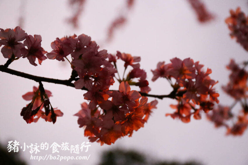 高雄。桃源》寶山二集團櫻花公園。紅粉櫻花滿開(2022.01.16約80%)